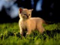 /album/photogallery/cat15-jpg/