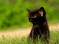 /album/photogallery/cat16-jpg/