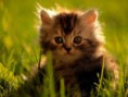 /album/photogallery/cat17-jpg/